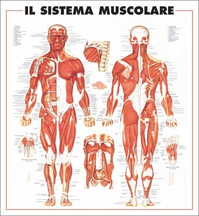 immagini apparato muscolare